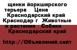 щенки йоркширского терьера  › Цена ­ 10 000 - Краснодарский край, Краснодар г. Животные и растения » Собаки   . Краснодарский край